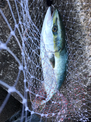 朝まづめに・・