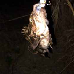 久々釣果がまさか