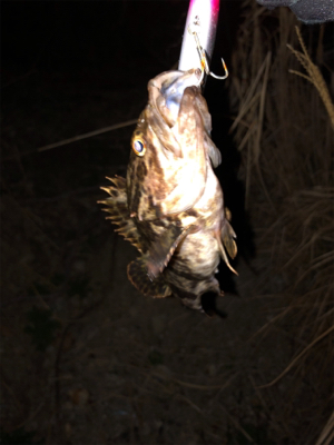 久々釣果がまさか