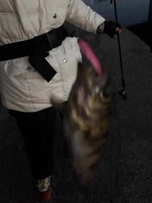 シーバスロッドでメバリング