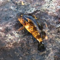 BIGガシラGET (^^)v