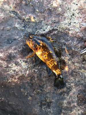 BIGガシラGET (^^)v