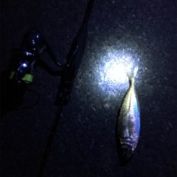 寒ーい中アジング