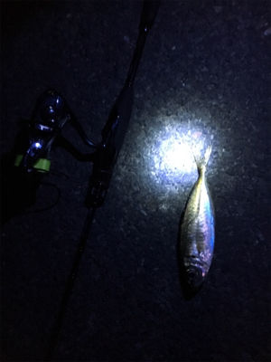 寒ーい中アジング