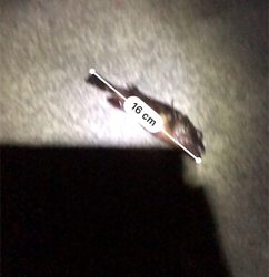 ガシラ1匹ゲット