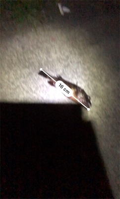 ガシラ1匹ゲット