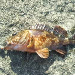 やはり穴釣りは手堅い!