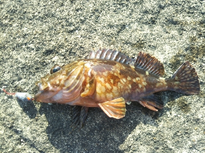 やはり穴釣りは手堅い！