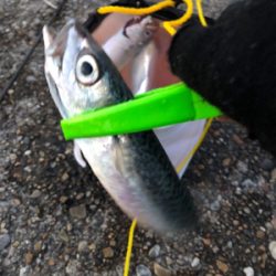 短時間サバサバサバっ！