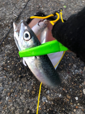 短時間サバサバサバっ！