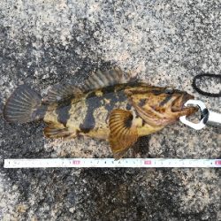 でかいタケノコ