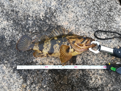 でかいタケノコ