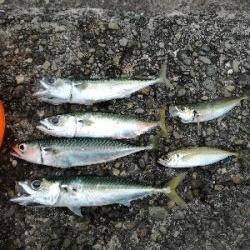 アジはあまり回遊なし