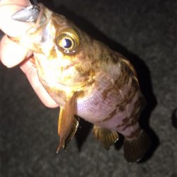 ボトムワインド