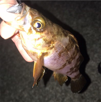 ボトムワインド