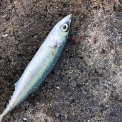 サバマイワシウルメイワシ