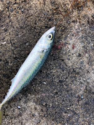 サバマイワシウルメイワシ