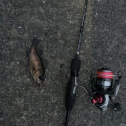 一年ぶりのサイズ!