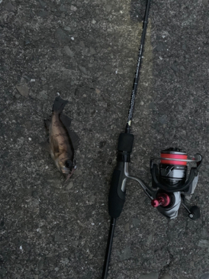 一年ぶりのサイズ!