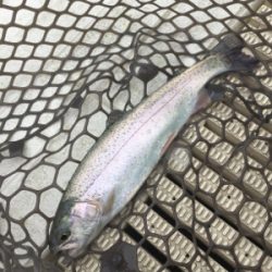 エリアトラウト