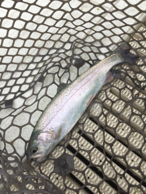 エリアトラウト