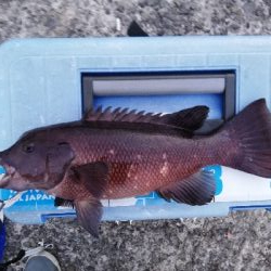 朝活コブダイチャレンジ