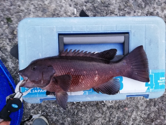 朝活コブダイチャレンジ