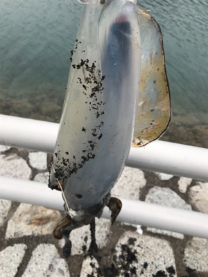 久しぶりのヤエン