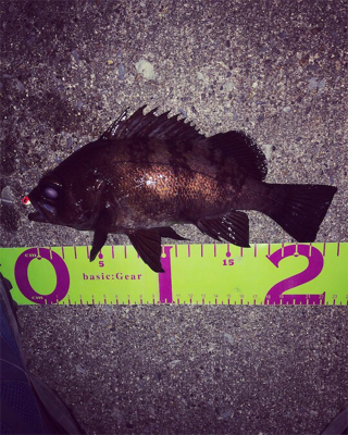 悪条件の中のメバリング