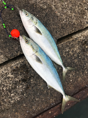 青物祭り開催中