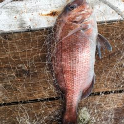 久しぶりの好釣果