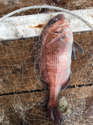 久しぶりの好釣果