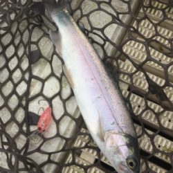 エリアトラウト