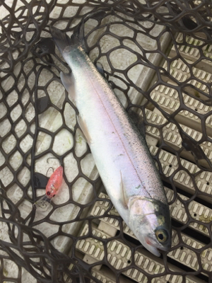 エリアトラウト