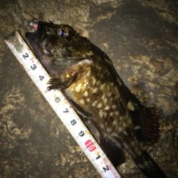 安定のガシリング(^^)