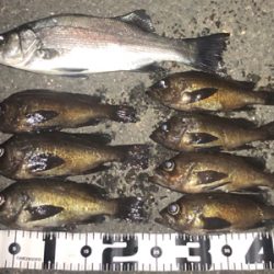 爆!? 泉南メバリング