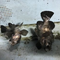 メバル  夜  サビキ  リタックル