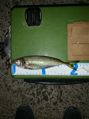 うーん アジング