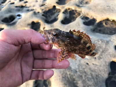 ポカポカ陽気で五目釣り