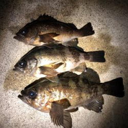 こましなメバル