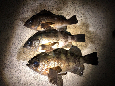 こましなメバル