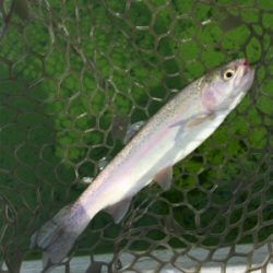 エリアトラウト