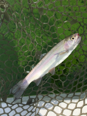 エリアトラウト