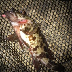 癒しのガッシーとタケノコ(^^)