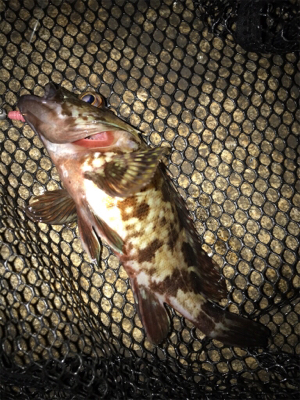 癒しのガッシーとタケノコ(^^)