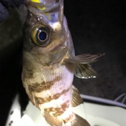 潮探してメバル