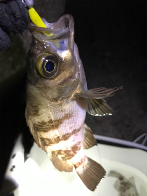 潮探してメバル