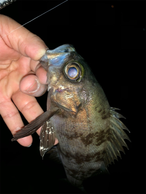 干潮遠投メバリング