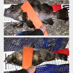 メバリング絶好調！