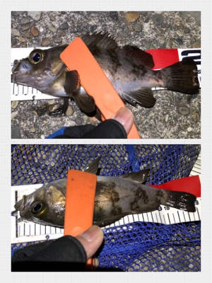 メバリング絶好調！